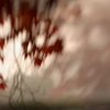 © 2011 Patricia Colombraro-Chasing Wolves